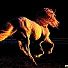 avki-ru-0002-animals-horse.jpg