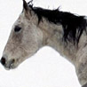 avki-ru-0003-animals-horse.jpg