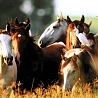 avki-ru-0006-animals-horse.jpg