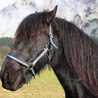 avki-ru-0007-animals-horse.jpg