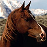 avki-ru-0008-animals-horse.jpg