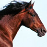 avki-ru-0009-animals-horse.jpg