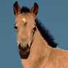 avki-ru-0011-animals-horse.jpg
