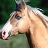 avki-ru-0012-animals-horse.jpg