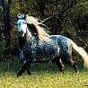 avki-ru-0013-animals-horse.jpg