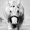 avki-ru-0015-animals-horse.jpg