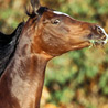 avki-ru-0017-animals-horse.jpg
