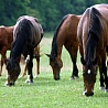avki-ru-0018-animals-horse.jpg