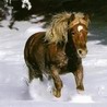 avki-ru-0019-animals-horse.jpg