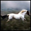 avki-ru-0020-animals-horse.jpg
