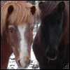 avki-ru-0021-animals-horse.jpg