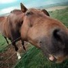 avki-ru-0022-animals-horse.jpg