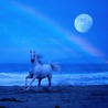avki-ru-0024-animals-horse.jpg