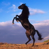 avki-ru-0026-animals-horse.jpg