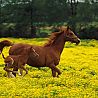 avki-ru-0028-animals-horse.jpg