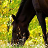 avki-ru-0029-animals-horse.jpg