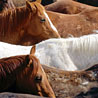 avki-ru-0031-animals-horse.jpg