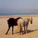 avki-ru-0032-animals-horse.jpg
