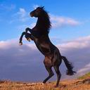 avki-ru-0034-animals-horse.jpg