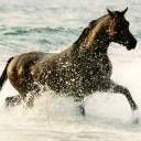 avki-ru-0036-animals-horse.jpg
