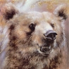 avki-ru-0002-animals-medvedi.jpg