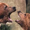 avki-ru-0005-animals-medvedi.jpg