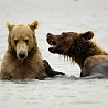 avki-ru-0011-animals-medvedi.jpg