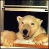 avki-ru-0015-animals-medvedi.jpg