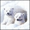 avki-ru-0017-animals-medvedi.jpg