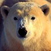 avki-ru-0021-animals-medvedi.jpg