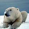avki-ru-0023-animals-medvedi.jpg