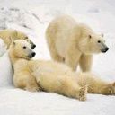 avki-ru-0025-animals-medvedi.jpg