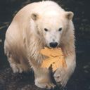 avki-ru-0028-animals-medvedi.jpg