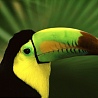 avki-ru-0001-animals-bird.jpg