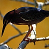 avki-ru-0003-animals-bird.jpg