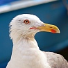 avki-ru-0005-animals-bird.jpg