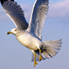 avki-ru-0008-animals-bird.jpg