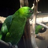 avki-ru-0011-animals-bird.jpg
