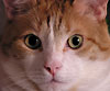 avki-ru-0011-animals-cats.jpg