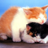 avki-ru-0052-animals-cats.jpg