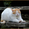 avki-ru-0053-animals-cats.jpg