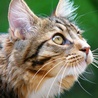 avki-ru-0056-animals-cats.jpg