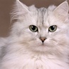 avki-ru-0058-animals-cats.jpg