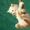 avki-ru-0062-animals-cats.jpg