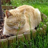 avki-ru-0065-animals-cats.jpg