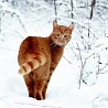 avki-ru-0070-animals-cats.jpg