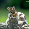 avki-ru-0073-animals-cats.jpg