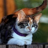 avki-ru-0082-animals-cats.jpg