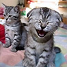 avki-ru-0088-animals-cats.jpg