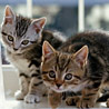 avki-ru-0096-animals-cats.jpg